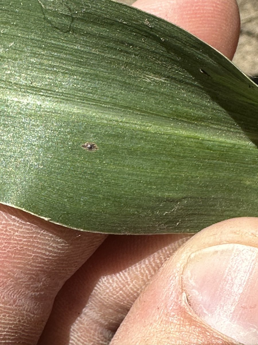 Matthew Vandehaar tweet media