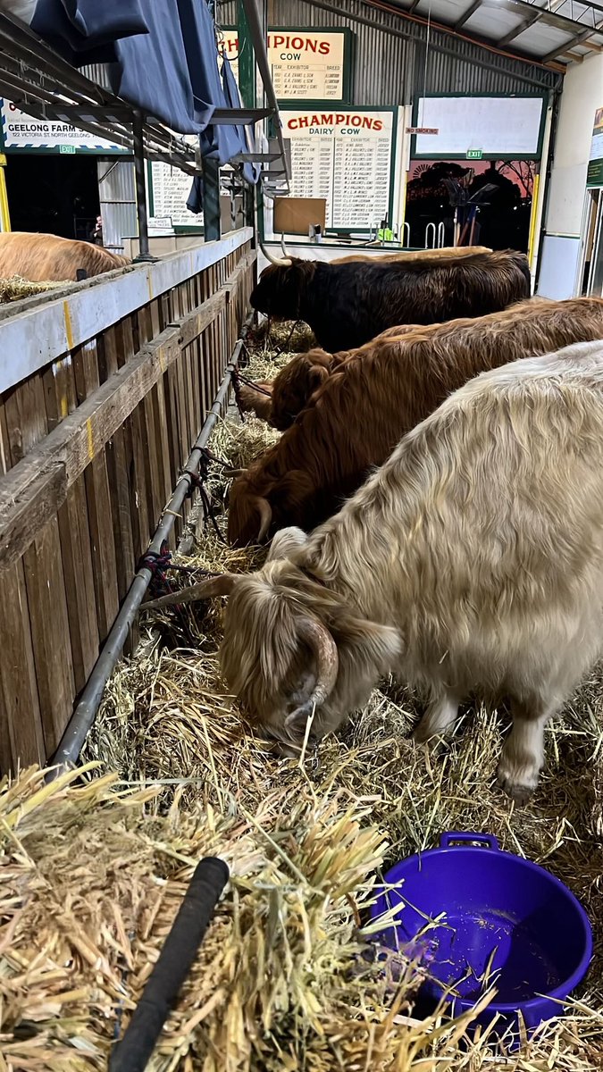 We’re all settled in at the Geelong Showgrounds ready for the 2024 Australian Highland Cattle Society National show!
Today is the handlers judging. Animal judging is tomorrow 🐮 

#ahcs #highlandcattle #hoylesplainshighlands #registeredhighlands #fluffycoo #showcation