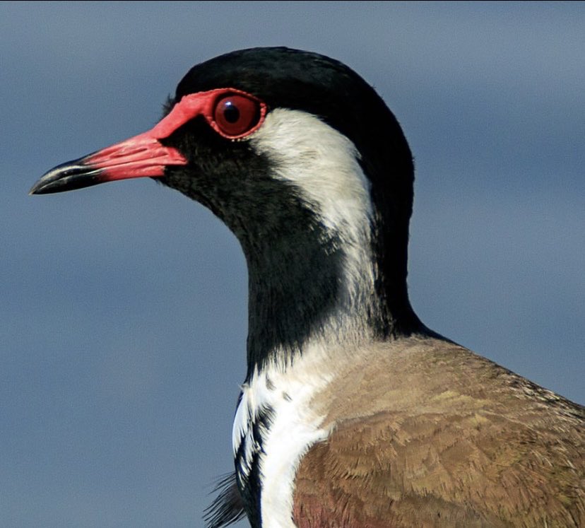 ShubhaSriram77's tweet photo. Red Wattled Lapwing
#OceansareLife
#IndiAves
#shorebirds
#birdsofx
#canonphotography
#lapwings
#redwattledlapwing
#naturephotography
#nature
#wildbirds https://t.co/lGFPOt9gfb