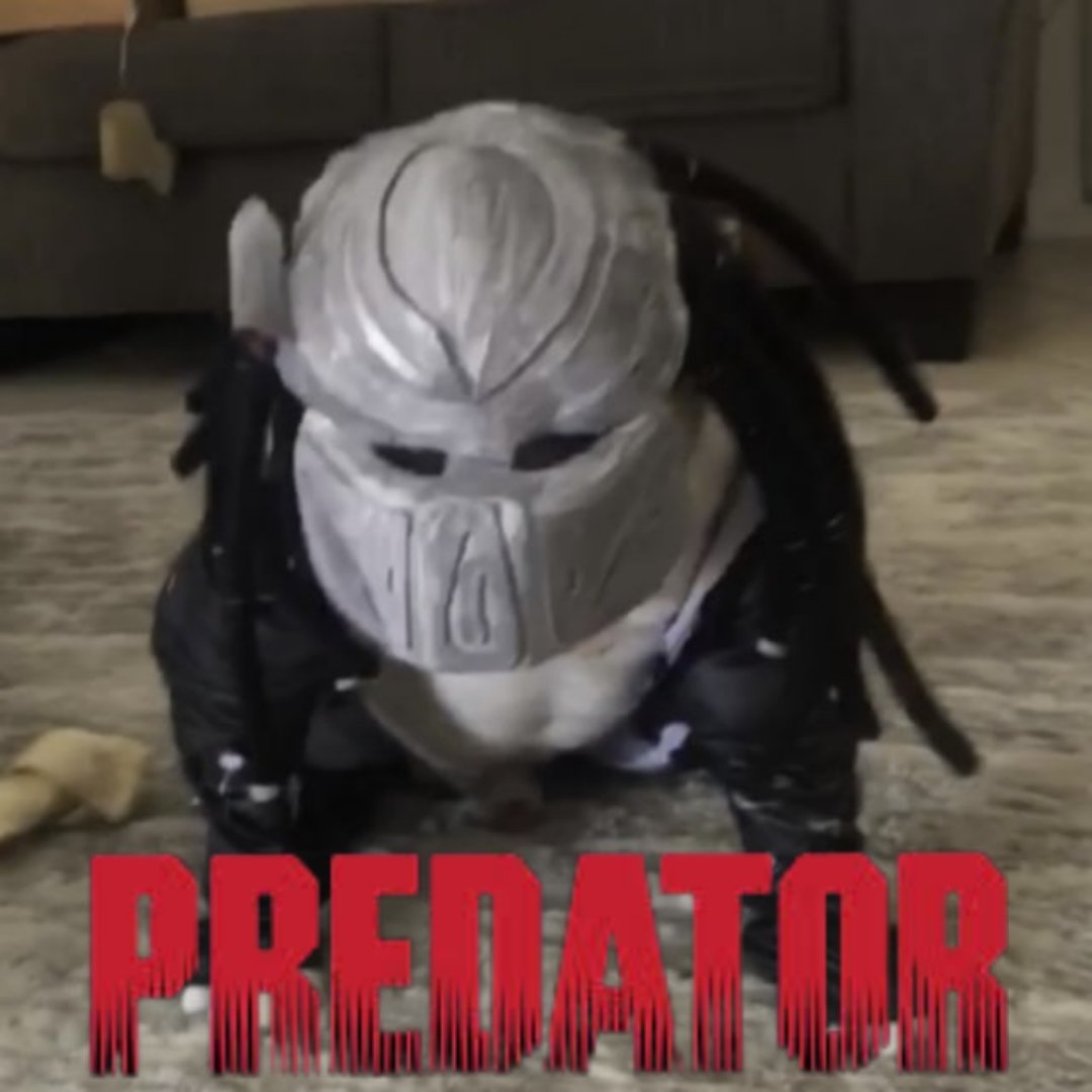 Clint_9's tweet photo. #Predator $PQOM 👀; the biggest "sleeper" so far on $QOM chain 🦅https://t.co/xurLLgze0a

OG whitelisted👀 Alpha👀 June 10th👀✨ 

https://t.co/scmf6V0t3C

$Hawk $Qom $Qim $Qomnom $Qum #Peperon $Quack $Caw 🌙 𓅂🌹

✨👀#Heinlein👀✨⏳ https://t.co/Urusnchqpj