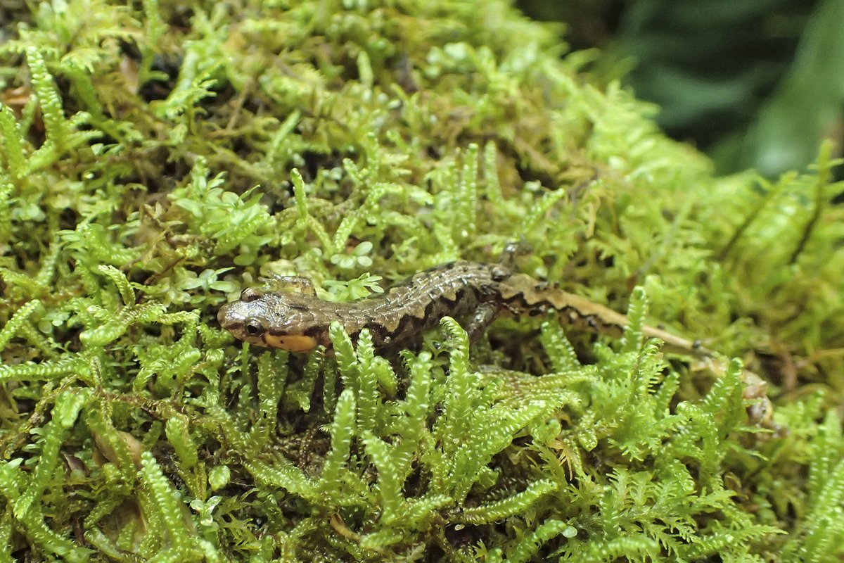 MagdaMigalska's tweet photo. Our 🇺🇸 #fieldwork would not be complete without a visit in the Southern #Appalachians – Salamander Capital of the World! Exciting findings for our @NCN_PL project on Urodele amphibians' immune system evolution: two Desmognathus species, differing in developmental modes. 1/2 https://t.co/210raUHxoP