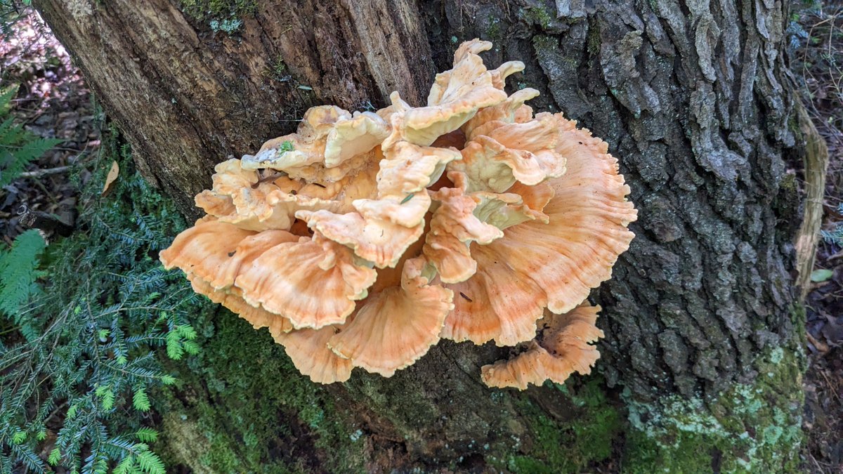 Gotta love it when you're out harvesting one mushroom and you stumble upon another. 💚
Chicken of the woods (Laetiporus sulphureus) 
#FungiFriday
