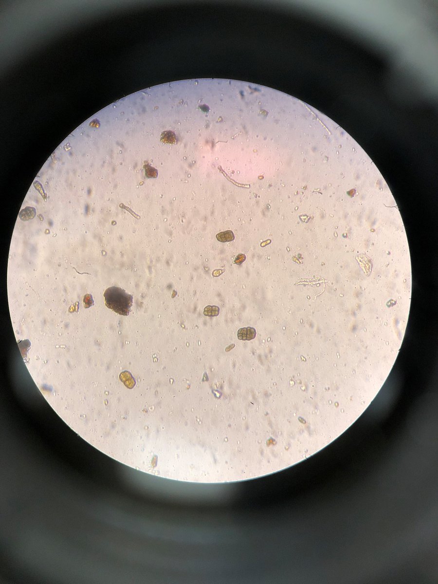 Muck Crops IPM tweet media