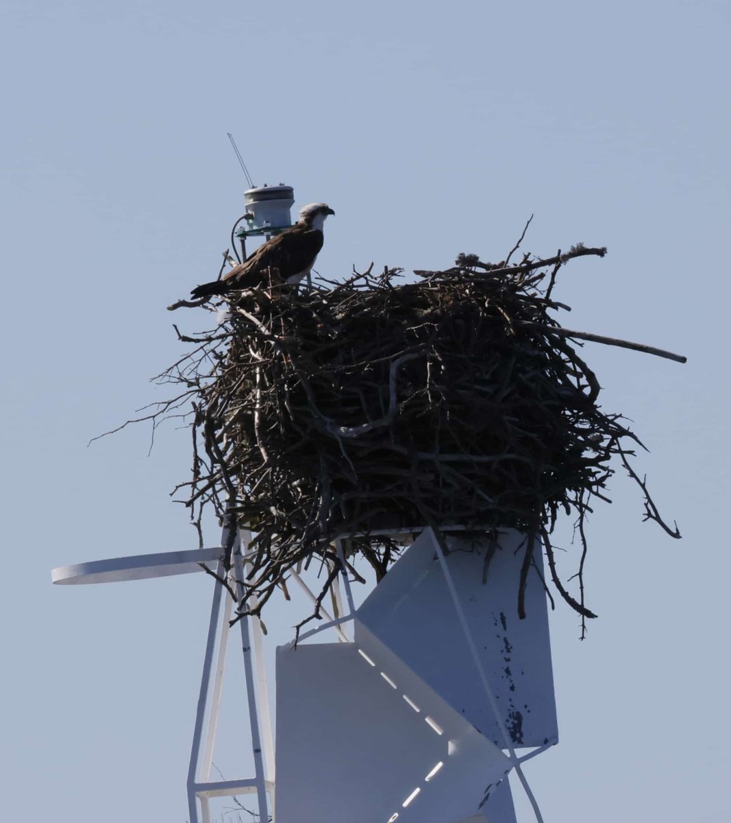 Nina Schönberg tweet media