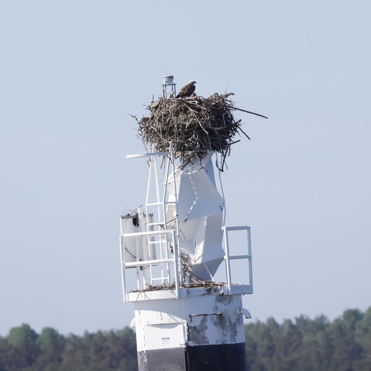Nina Schönberg tweet media