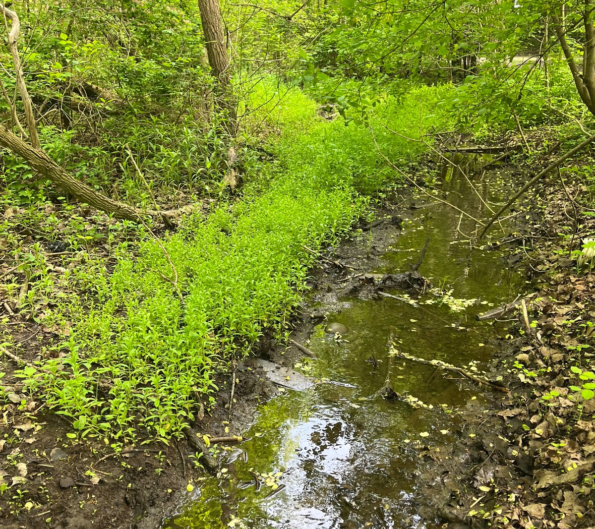 onheadwaters's tweet photo. We haven't posted in a little while, but the OHI has exciting updates to share starting next week. Stay tuned! #cdnpoli #watershedsecurity #conservationontario
#biodiversity #sustainability #green #ecology #watershed #greatlakes #ConservationBiology #naturalheritage #ontariowater https://t.co/acGAvfgj0G