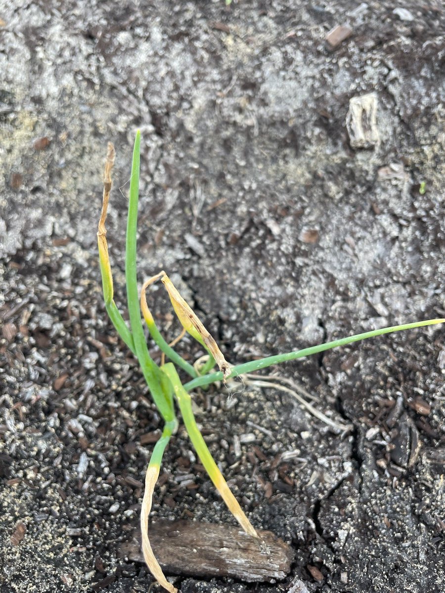 Muck Crops IPM tweet media