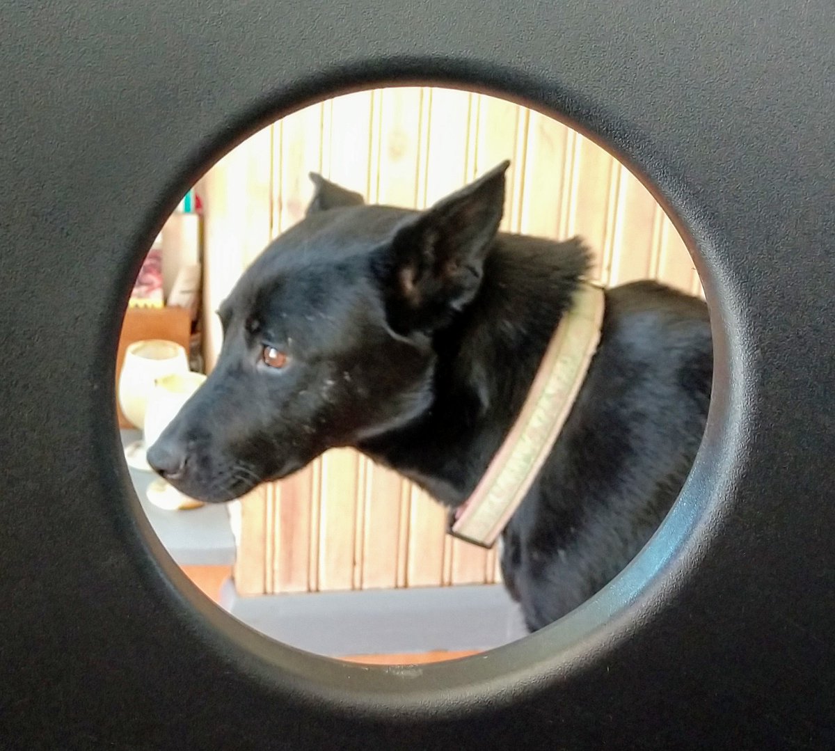 ASkidlit's tweet photo. Terrified dogs rescued from the SW desert meet 10 yo Finn who wants to save them all, esp. a shut-down puppy he wants to keep. But Finn has a secret monster inside him. He needs to tame it so he can help put on a dog speed-dating event or risk rejection, again.
#JoyPit #MG #ND https://t.co/2WGADfUCUi