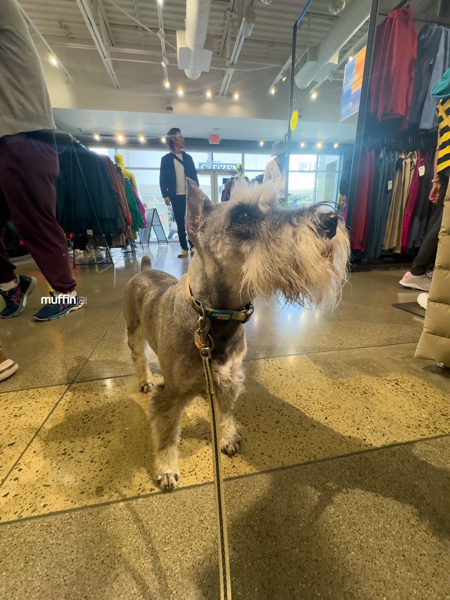 muffinjai's tweet photo. Chillinβ at Arcβteryx Livermore Outlet like a boss! @arcteryxnorcal βοΈ AC on full blast, humans trying winter jackets. @sfpremiumoutlets ποΈ Iβm just here for the treats. π #RetailTherapyGoals #DogLife
#SanFrancisco #SanFranciscoDogs #DogsOfSanFrancisco #SFDogs #DogsOfSF πΊπΈπΆπΎ https://t.co/BlmApaN1mg