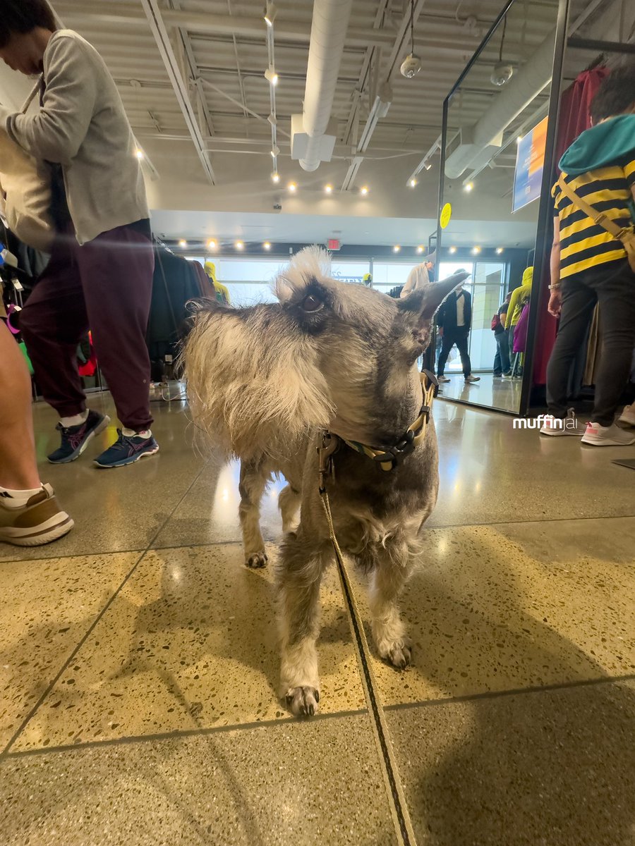 muffinjai's tweet photo. Chillinβ at Arcβteryx Livermore Outlet like a boss! @arcteryxnorcal βοΈ AC on full blast, humans trying winter jackets. @sfpremiumoutlets ποΈ Iβm just here for the treats. π #RetailTherapyGoals #DogLife
#SanFrancisco #SanFranciscoDogs #DogsOfSanFrancisco #SFDogs #DogsOfSF πΊπΈπΆπΎ https://t.co/BlmApaN1mg
