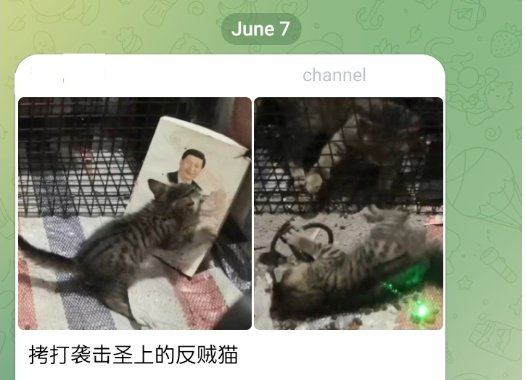 PhaedraXTeddy's tweet photo. Another photo of #XiJinPing featured on #CatAbuseChina. Why wouldn't #Xi just outlaw #AnimalCruelty? As of now #XiJinPing is the biggest supporter of #CatAbuse, beats me why! https://t.co/n4akGhN2Y3