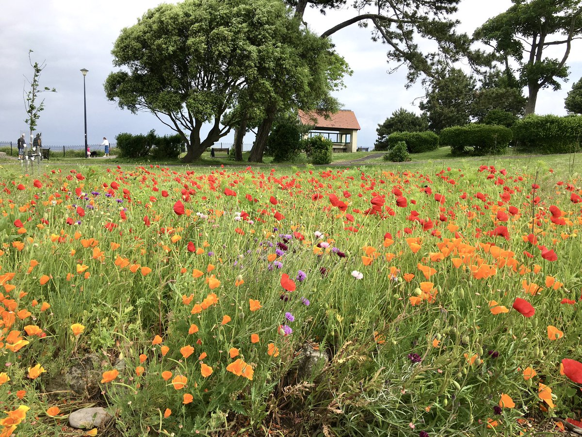 IanMerrell1's tweet image. Poppies, Clevedon