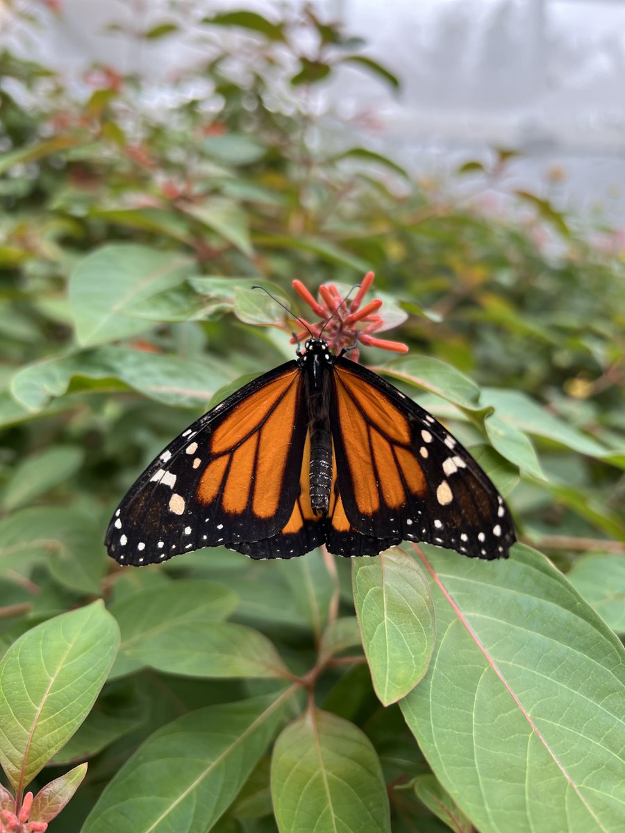 Commission de coopération environnementale tweet media