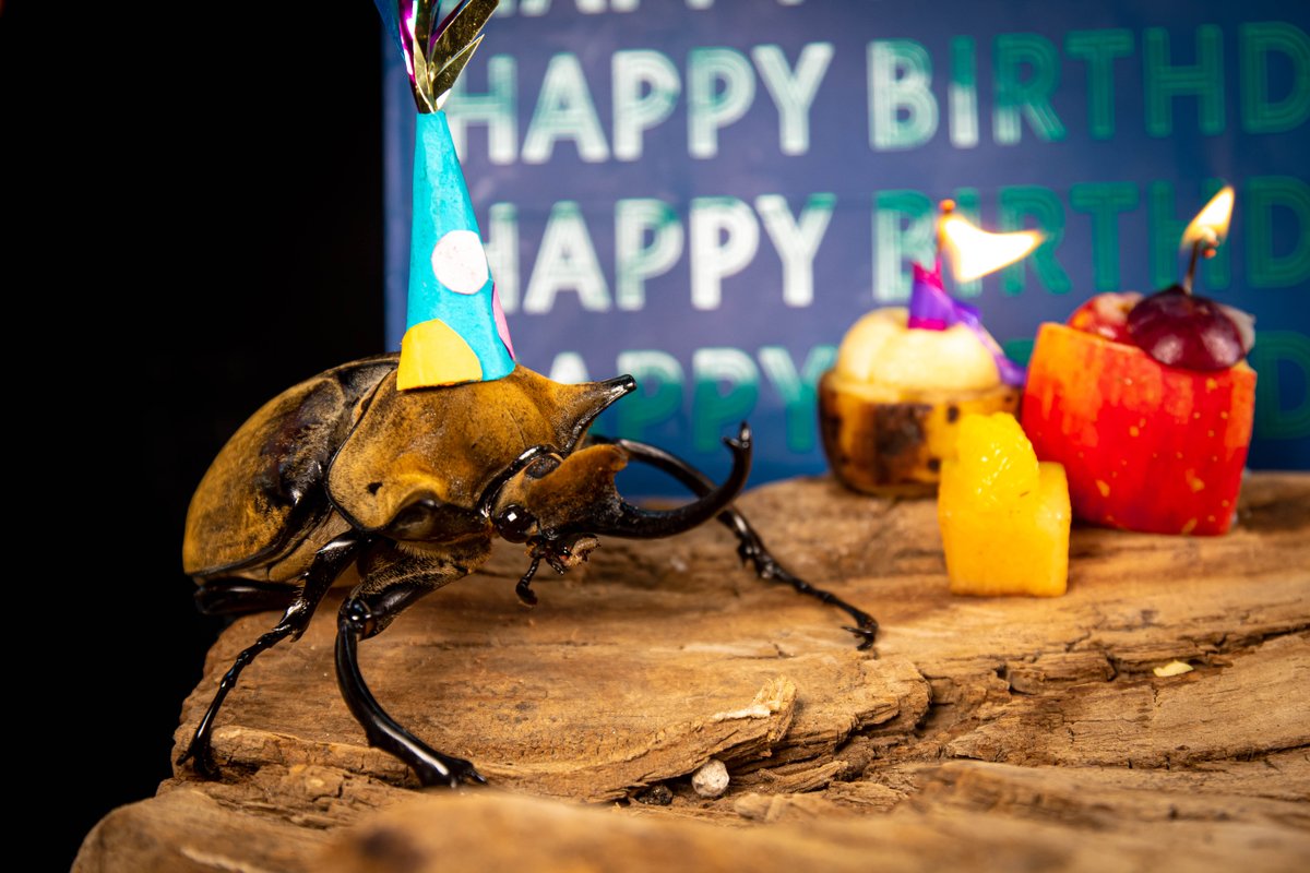 stlzoo's tweet photo. An elephant beetle in our care recently had a broken pupal chamber— similar to a moth's cocoon. Most beetles don’t survive that, but keeper Renée Hazen made a new chamber out of foam. 

The beetle came out perfectly healthy, so we threw a little birthday party to celebrate! https://t.co/nSNOum6ae1