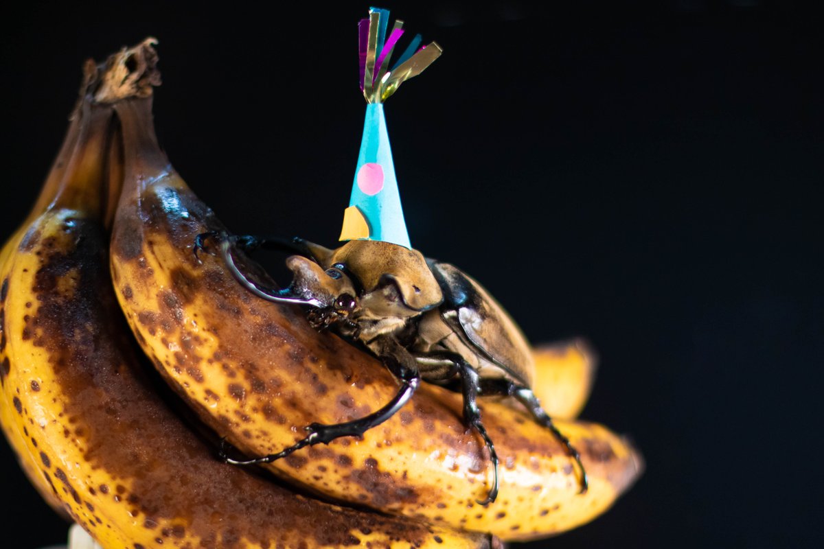stlzoo's tweet photo. An elephant beetle in our care recently had a broken pupal chamber— similar to a moth's cocoon. Most beetles don’t survive that, but keeper Renée Hazen made a new chamber out of foam. 

The beetle came out perfectly healthy, so we threw a little birthday party to celebrate! https://t.co/nSNOum6ae1