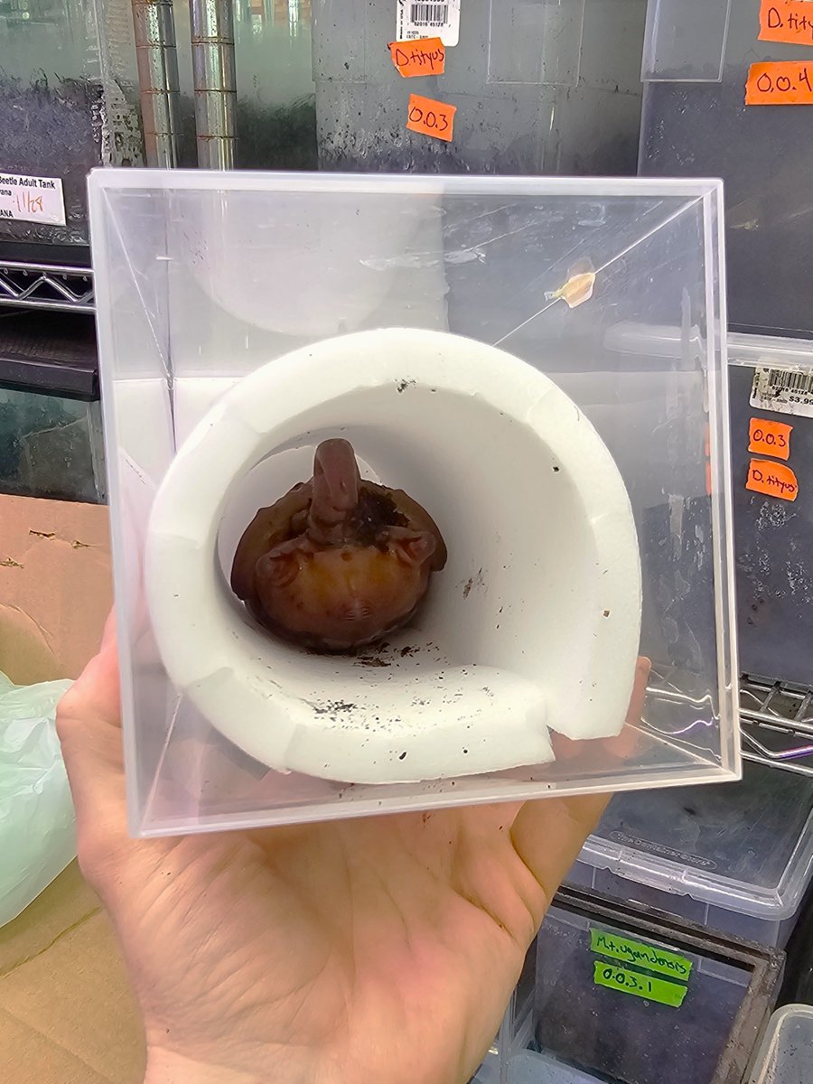 stlzoo's tweet photo. An elephant beetle in our care recently had a broken pupal chamber— similar to a moth's cocoon. Most beetles don’t survive that, but keeper Renée Hazen made a new chamber out of foam. 

The beetle came out perfectly healthy, so we threw a little birthday party to celebrate! https://t.co/nSNOum6ae1
