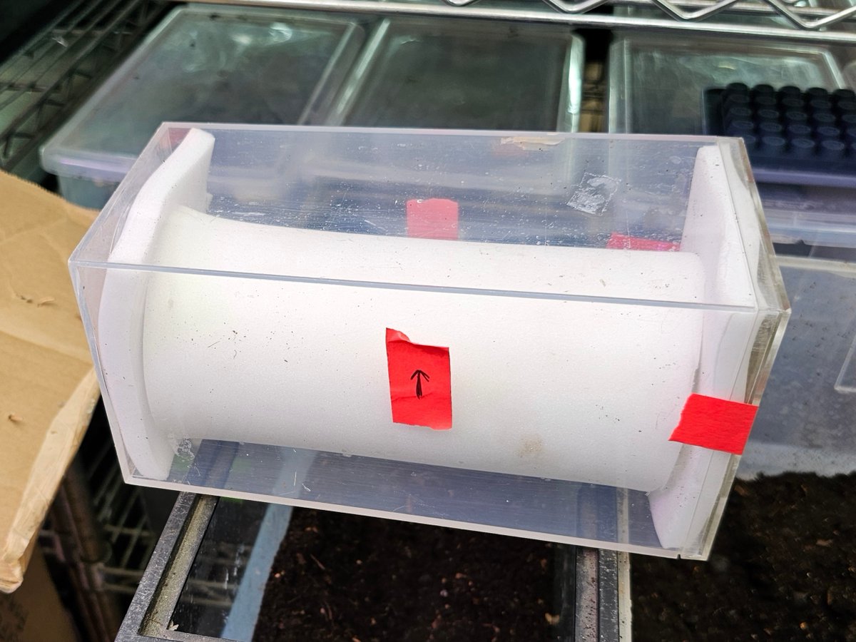 stlzoo's tweet photo. An elephant beetle in our care recently had a broken pupal chamber— similar to a moth's cocoon. Most beetles don’t survive that, but keeper Renée Hazen made a new chamber out of foam. 

The beetle came out perfectly healthy, so we threw a little birthday party to celebrate! https://t.co/nSNOum6ae1