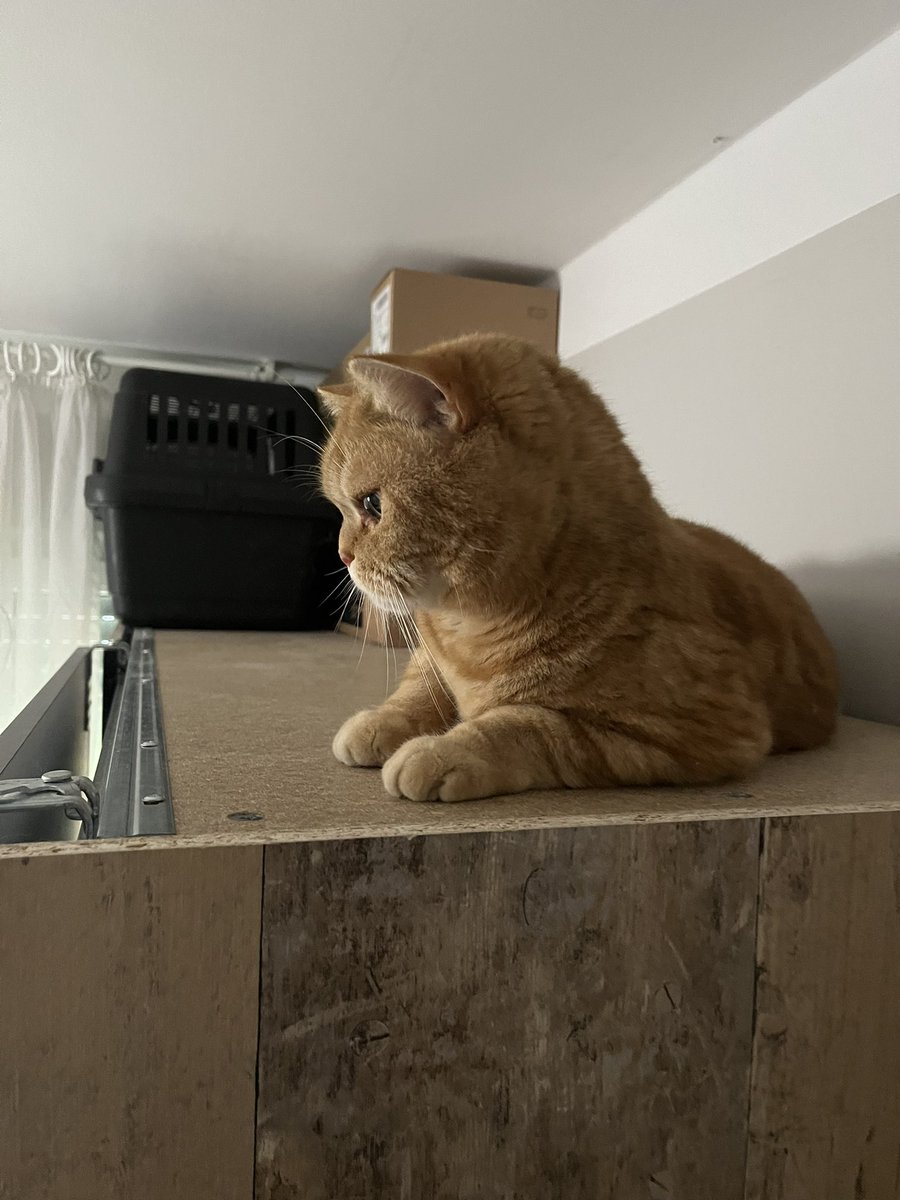 Umzug Lifestyle wenn Nacho den Kleiderschrank nicht räumt. Der Junge ist so zickig man
