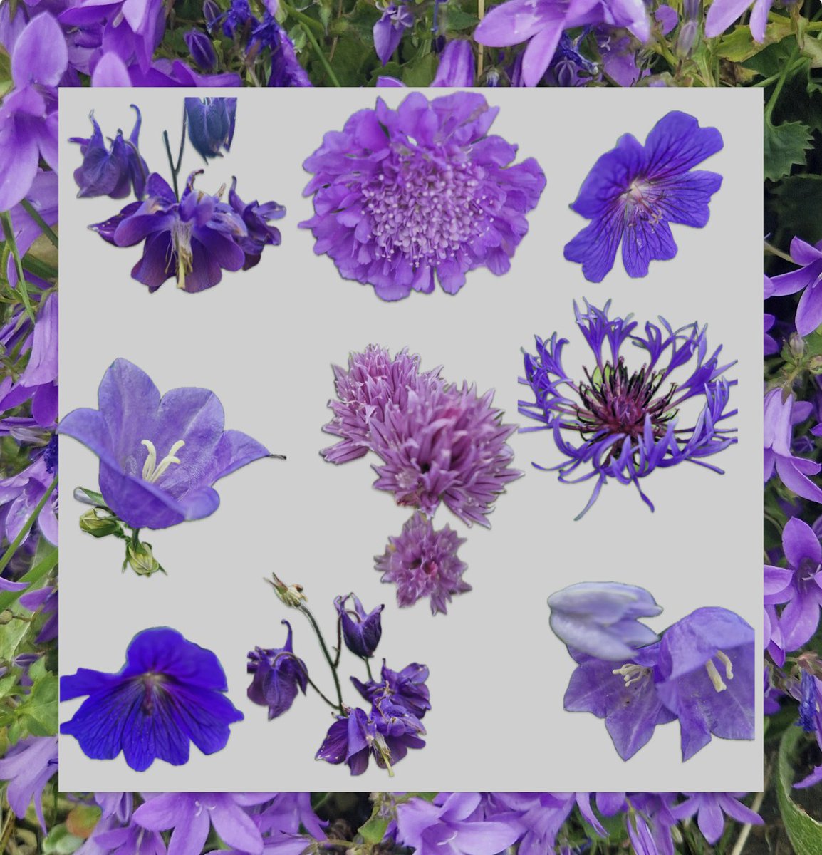 AntheaJames3's tweet photo. #GoodnightTweetHearts  well it’s been quite a chilly Friday today.  But we can still be cheerful, hopefully this will help. Going #PrettyPurple  #FlowersOnTwitter #FlowersOnFriday #GardeningTwitter  Sweet Dreams 🥰 https://t.co/3aH3axmYpG