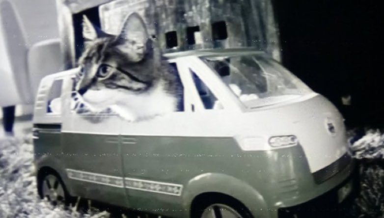 Cats With tweet media