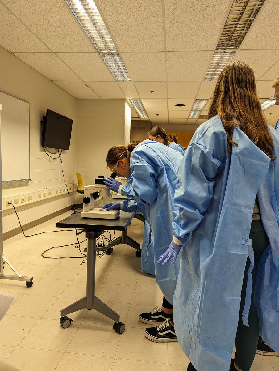 BoilerVetCamp's tweet photo. #teamllama doing a fish dissection https://t.co/hg9dHSfm7Y