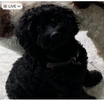 millypod1's tweet photo. 🆘6 JUN 2024 #Lost NESSA #ScanMe #Tagged
YOUNG Black Cockerpoo Female
Weekly Woods #Kettering #Northamptonshire #NN15 
LOCAL HELP NEEDED.
https://t.co/Tjuxh00YqA https://t.co/2w3JHBYMGT