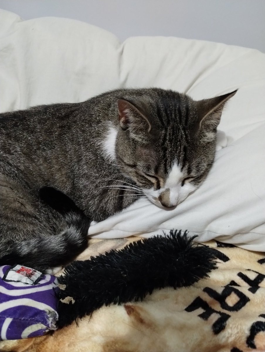alexander__reid's tweet photo. @LauraRbnsn My first cat was the son of a cat that wandered into my dad's apartment (a stray that we didn't know was pregnant)
My second cat was wandering around in my friend's neighborhood and they couldn't keep him so he came to live with me https://t.co/GjxRihhmtw