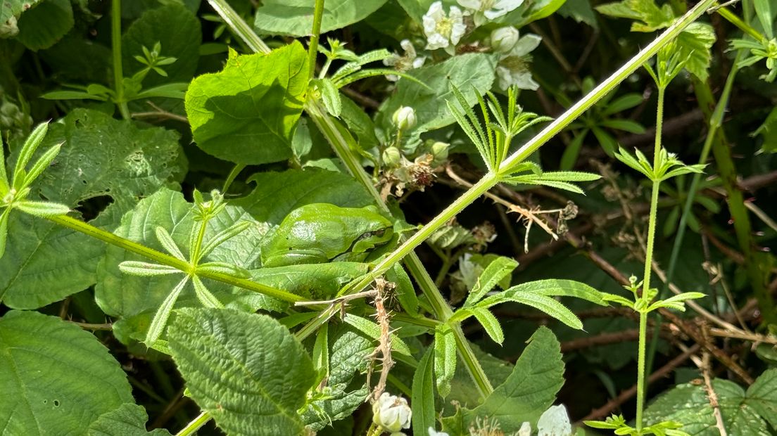 Zie jij 'm zitten? De boomkikker was helemaal verdwenen uit ons land, maar is met een comeback bezig. Meer lezen: rtvd.nl/3Xdc7xN
