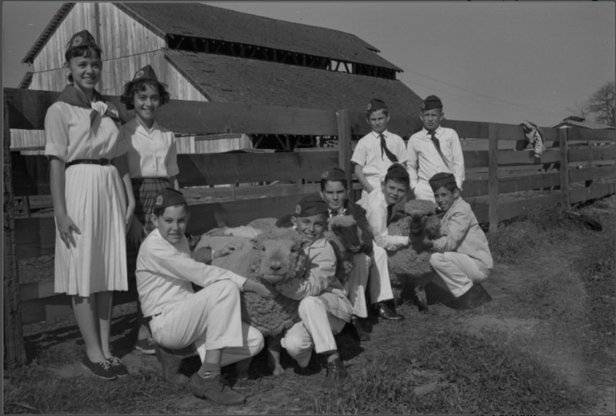 ucmercedlib's tweet image. Do sheep count as #ArchivesPets? These 4-H members from Merced County (UC Merced, UC Cooperative Extension Archive) are proudly posing with the animals they have raised. And who woold not smile at the sight of these sheep in your baackyard?

#ArchivesHashtagParty #UCMercedLibrary