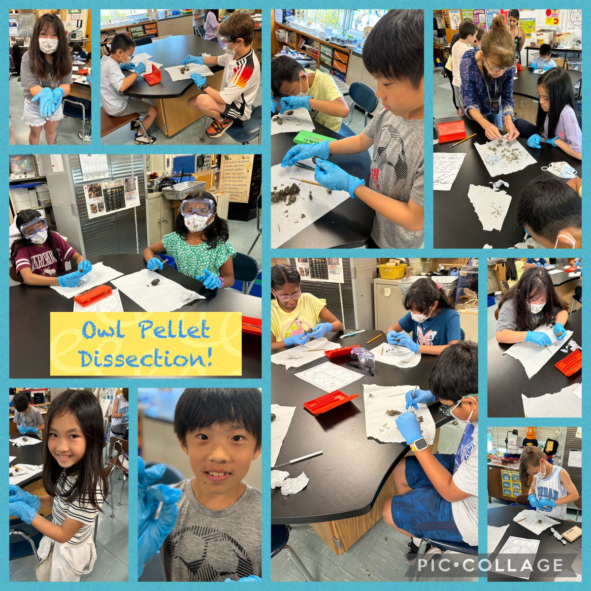KawasakiSeth's tweet photo. Today, the fourth grade scientists had a "hoot" of a time with @laurieoddo when they dissected owl pellets! @A_RiveraNY @klibertini2 @PTAJackson @JerichoUFSD https://t.co/uZ462yrTYG