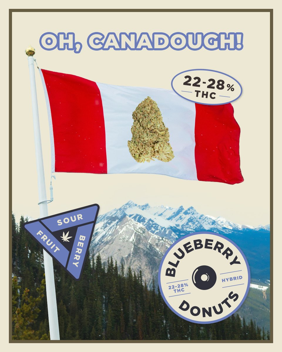 Donut worry, be happy. 🍩 Take a bite out Blueberry Donuts, a berry delicious 22-28% THC hybrid that’ll fill you up with berry, fruit and sour flavours. It’s worth putting on an elastic waistband for. 🤤 #NationalDonutDay