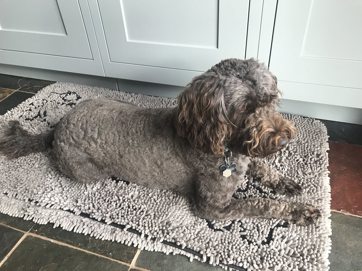 Archie__Doodle's tweet photo. #FridayFeeling The finished product - I've been given a mole cut! Mum says I am a velvet pooch. At least me beard is refusing to play ball. #Archie, freshly laundered. #Paws #dogs #dogsofX #Xdogs #dogtwitter #dogsoftwitter #pinuppup https://t.co/BqHQ47hqEr