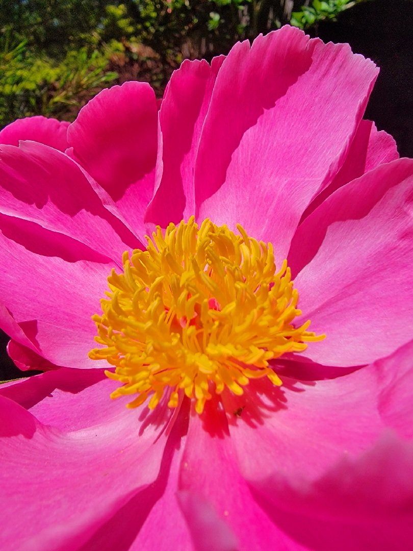 Blooming Peony from my garden. Have a wonderful day everyone 🌸
#garden #Fridays #Peony 
#flowers #NaturePhotograhpy