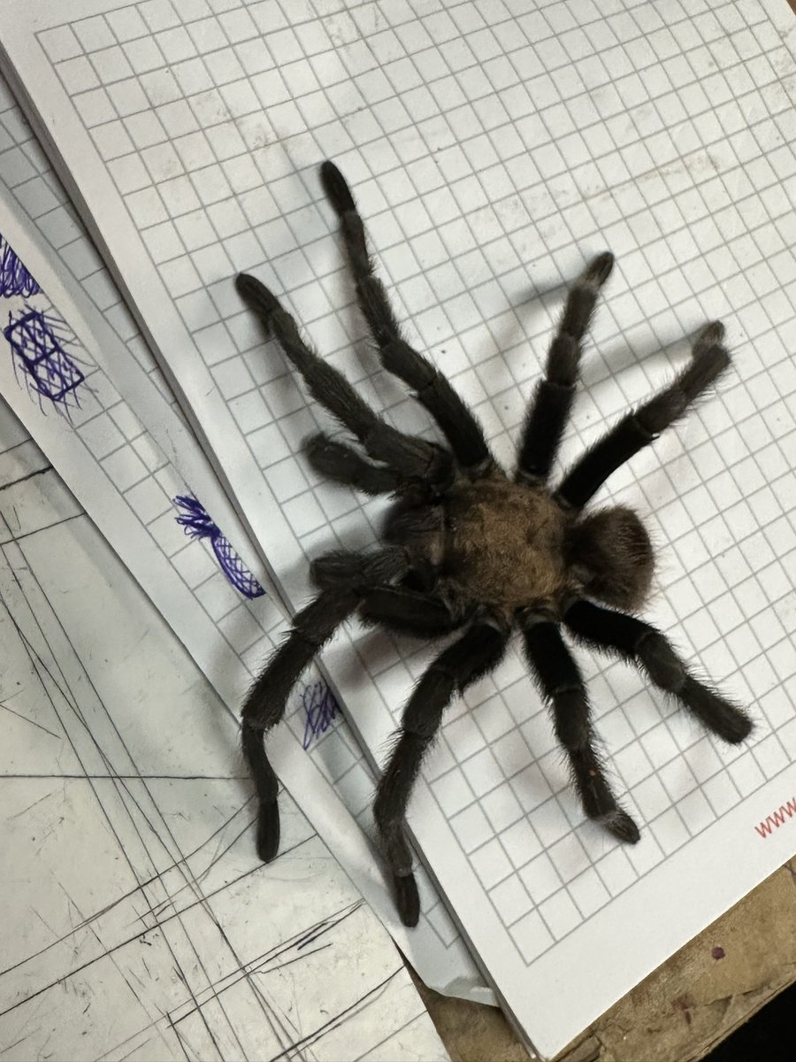 #SouthTexas #tarantula found this little fur ball in the alcove. Escaping the heat.