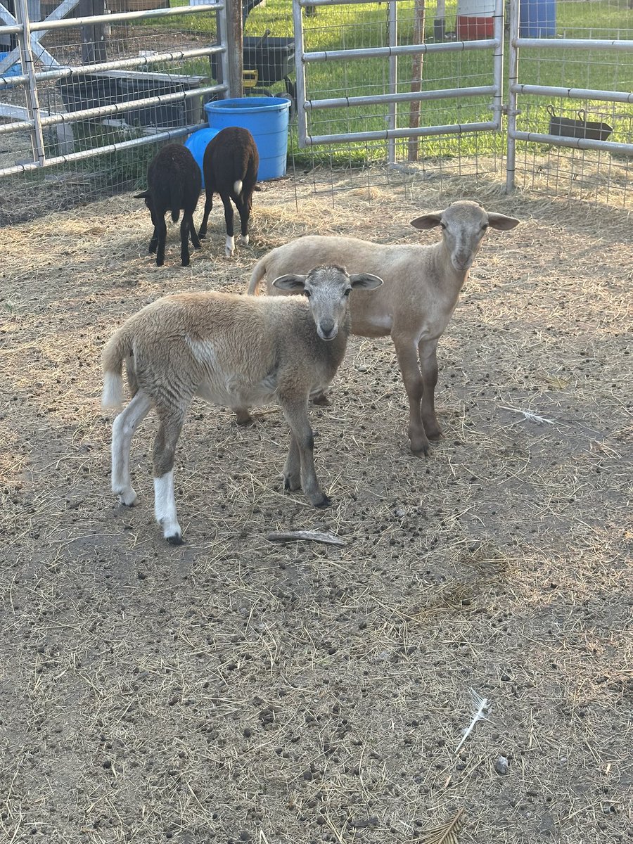#got #lambs ? #southtexas born and bred. Little miss Dillee, and Mr. Toffee in front. Back side lambs are Mercee Moo and Relish.