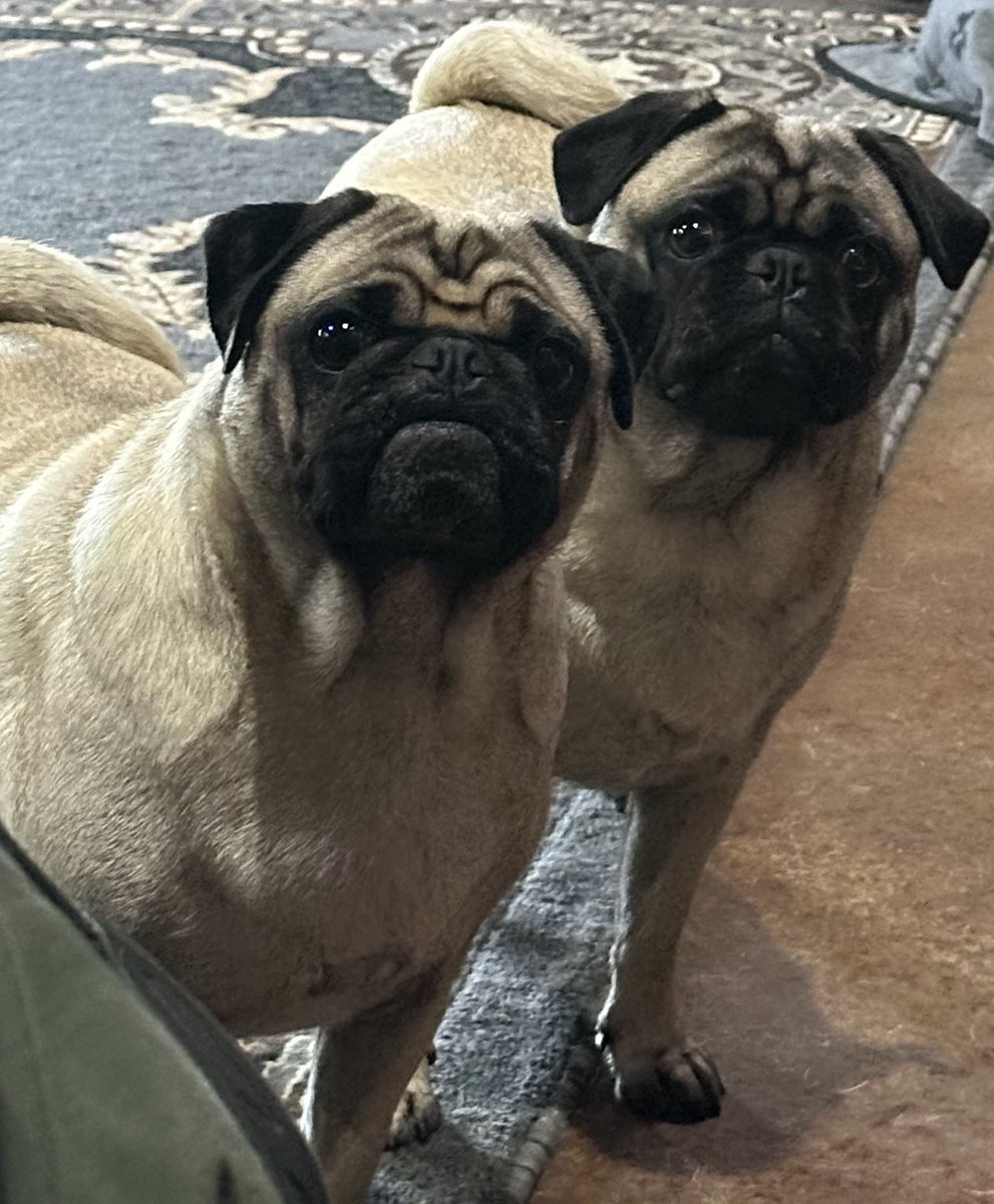 What dad you said it’s how hot ? #texas #heat . #pugs <a href="/MrsGrayMarlin2/">MrsGrayMarlin</a> <a href="/CarlySmithWX/">Carly Smith</a> Howdee and Penelopee ~
