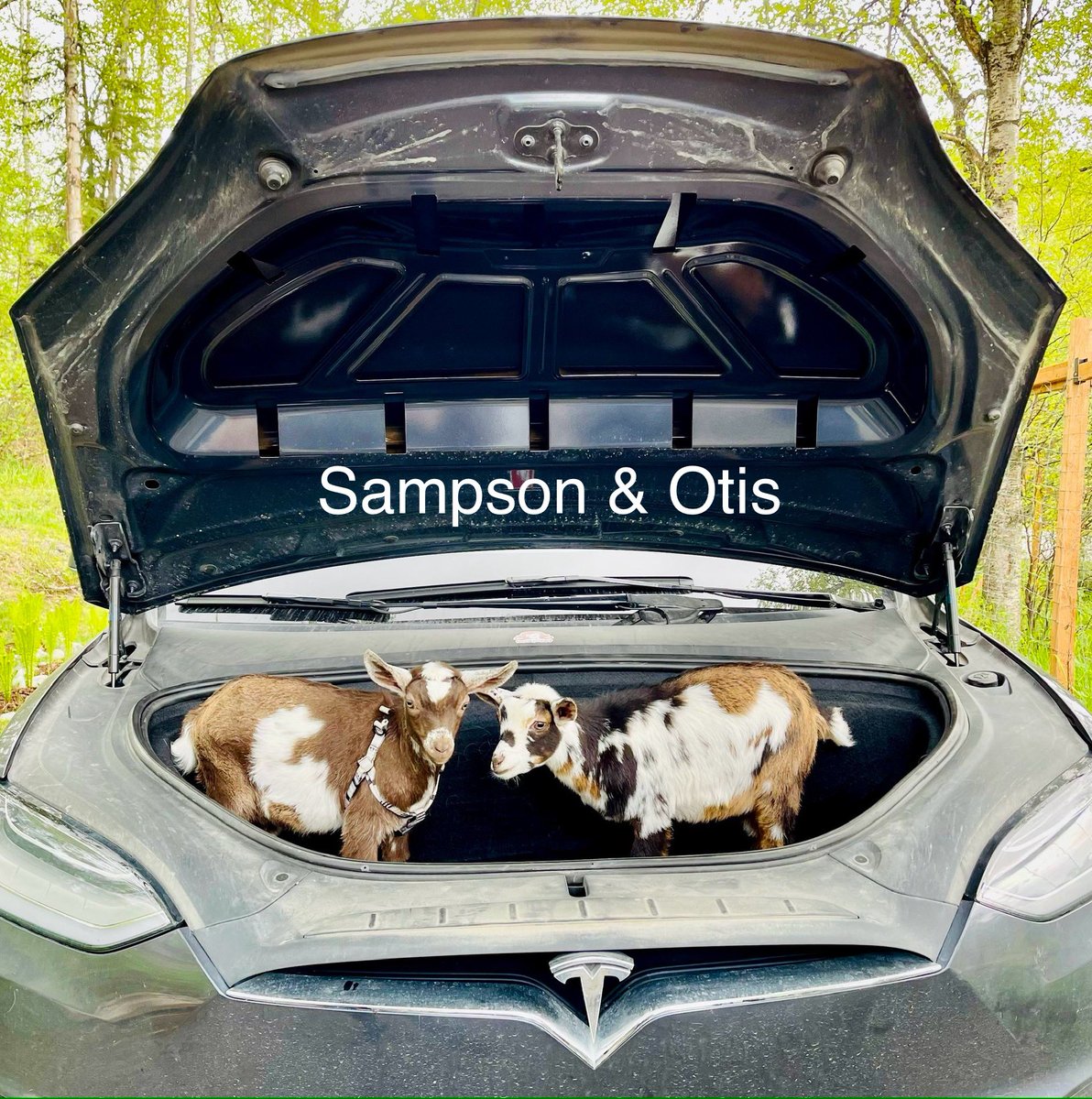 Earl of FrunkPuppy tweet media