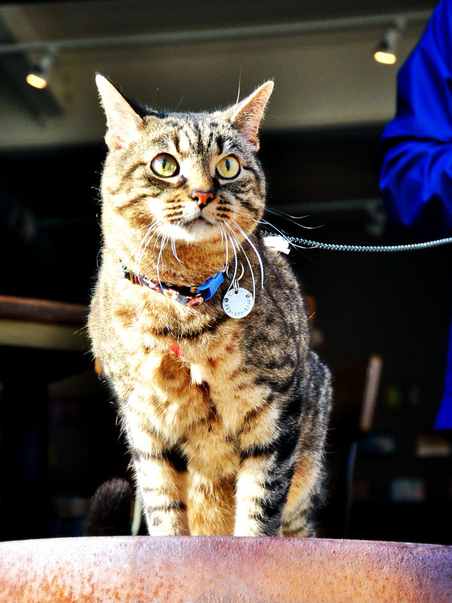 To whom it may concern: Yes, you can bring your cats to the brewery too. Happy Friday 😽