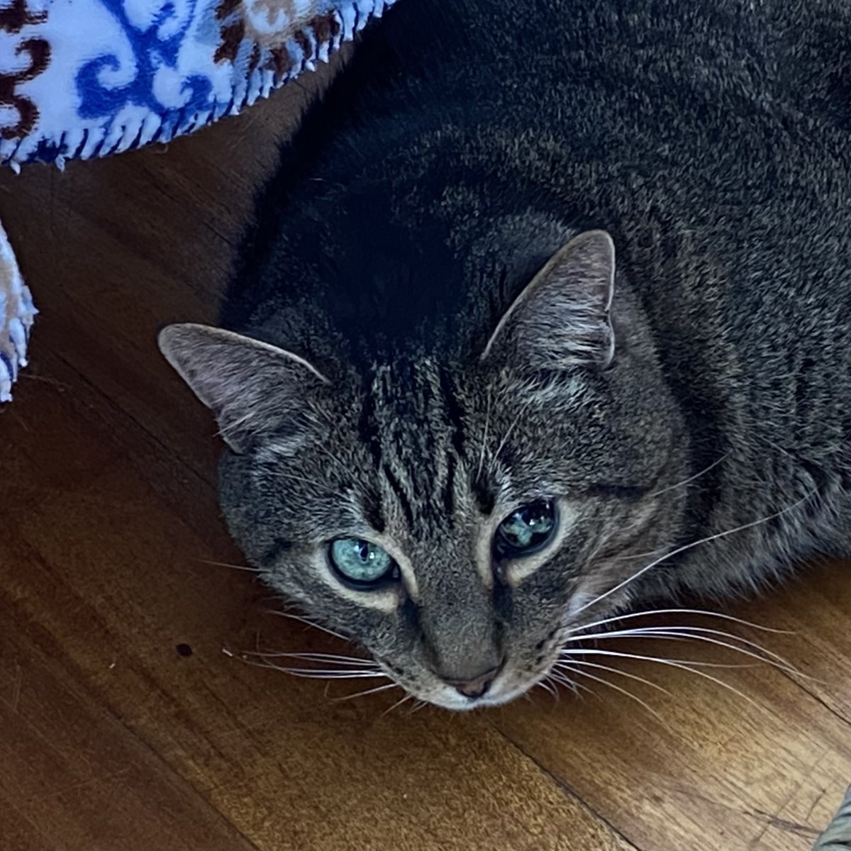 nopaintjustpain's tweet photo. Hello friends. My dear buddy Monet is in a tight pinch. Their baby boy, Nigel (a.k.a. Nugget) has received a recent cancer diagnosis. I lived with this sweet boy for 1.5 yrs &amp; adored every minute. He’s such a lover. He &amp; my friend are so very bonded. He’s their familiar. https://t.co/GY1hOWLXyO