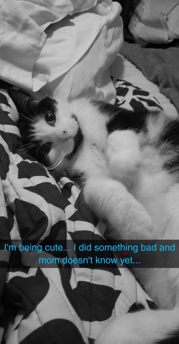SarahKelso3's tweet photo. Today my baby boy  crossed the rainbow bridge. Please love your fur babies extra for me today. https://t.co/XIOPuf1QDJ
