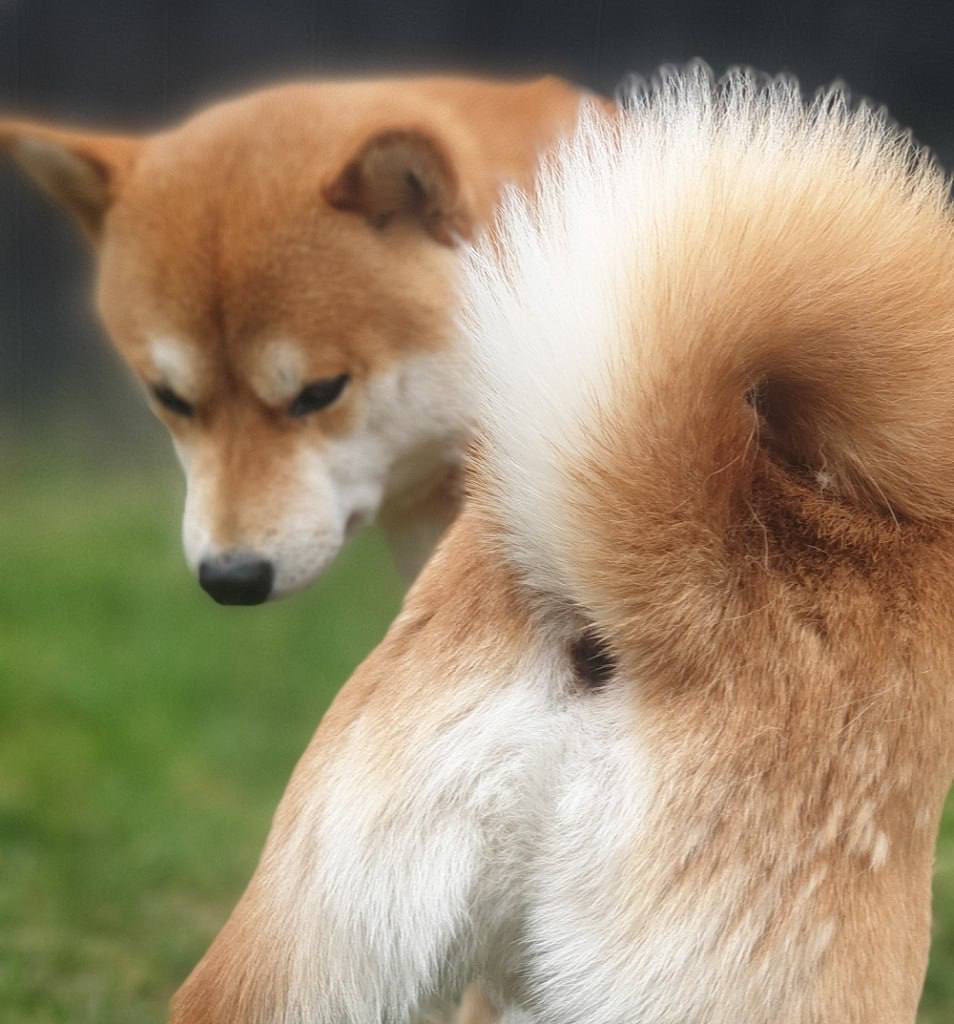 CryptoBlinders's tweet photo. @BSCNews @SolCex_Exchange @TheCryptoExpo Wen $DOGE on Solana?
CA: Hk82ay38uGpYgqjdXXCiATavVQwAMaBNyxsUWbapmKuL https://t.co/ta12xhAwik