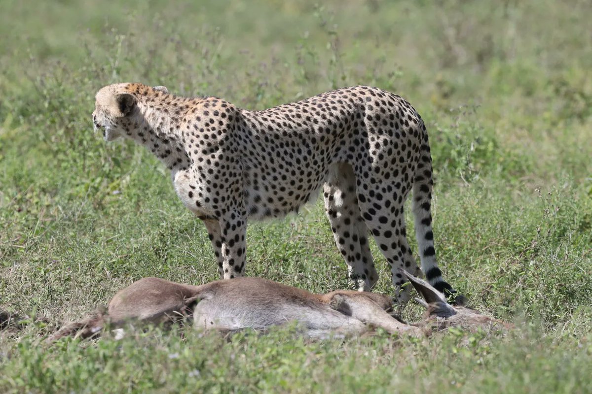 Serengeti Cheetah (@serengeticheeta) on Twitter photo Nature's fierce beauty on full display. Amara in her element. #cheetahswemonitor
<a href="/SarahMDurant/">Prof Sarah Durant</a> <a href="/AnneWHilborn/">Anne Hilborn</a> <a href="/hmk_oneill/">Dr Helen O'Neill</a> <a href="/CCIAfrica/">Africa Range Wide Cheetah Conservation Initiative</a> <a href="/OfficialZSL/">ZSL</a> <a href="/MunisiKelvin/">kelvin munisi</a> <a href="/denzminja271/">Dennis</a> Nature's fierce beauty on full display. Amara in her element. #cheetahswemonitor
<a href="/SarahMDurant/">Prof Sarah Durant</a> <a href="/AnneWHilborn/">Anne Hilborn</a> <a href="/hmk_oneill/">Dr Helen O'Neill</a> <a href="/CCIAfrica/">Africa Range Wide Cheetah Conservation Initiative</a> <a href="/OfficialZSL/">ZSL</a> <a href="/MunisiKelvin/">kelvin munisi</a> <a href="/denzminja271/">Dennis</a>