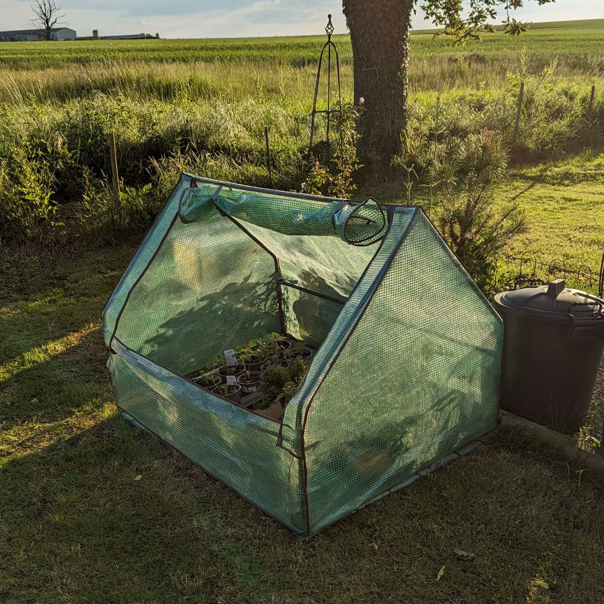 clothesfreeuk's tweet image. Temperatures tell the story of a cool spring 🥶🙄😐
#coolspring #unseasonalweather #gardencloche #gardening #garden #clothesfreeliving #normalnudity