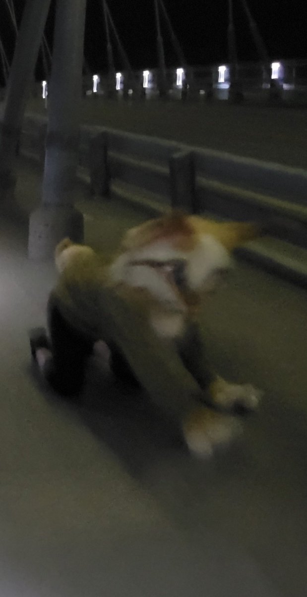 SORRY FOR BEING SO MIA i promise I'm out here lynxing all day everyday