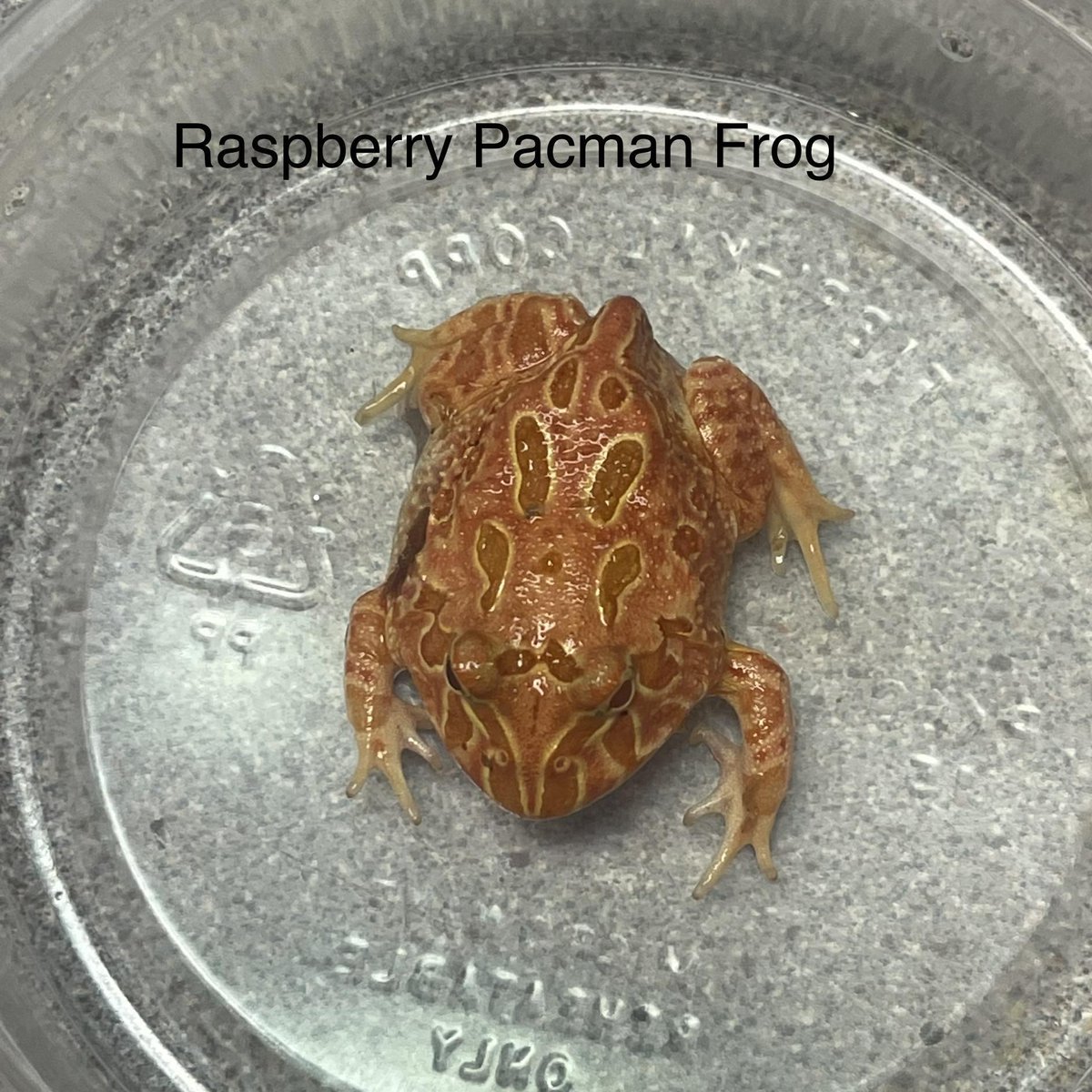 RhondasAviary's tweet image. Pacmans are here. Raspberry! 
#pacmanfrog #froglover #frogsofinstagram #petstore #rhondasaviary