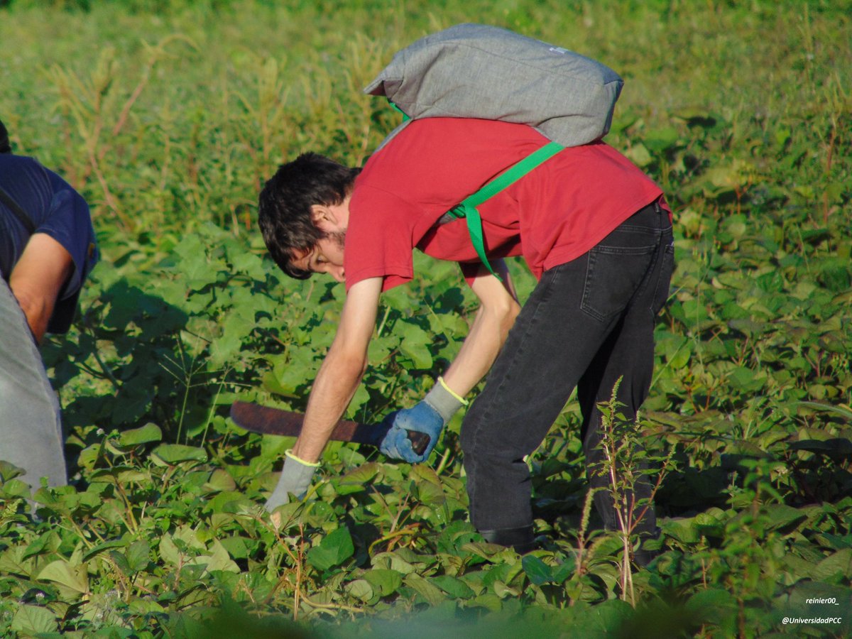 PulidoUJC's tweet photo. El aporte de los jóvenes es decisivo en las tareas de producción de alimentos. #UJCdeCuba 🇨🇺 @DiazCanelB @DrRobertoMOjeda @MeyvisEstevezE https://t.co/bfyIyTsmS2