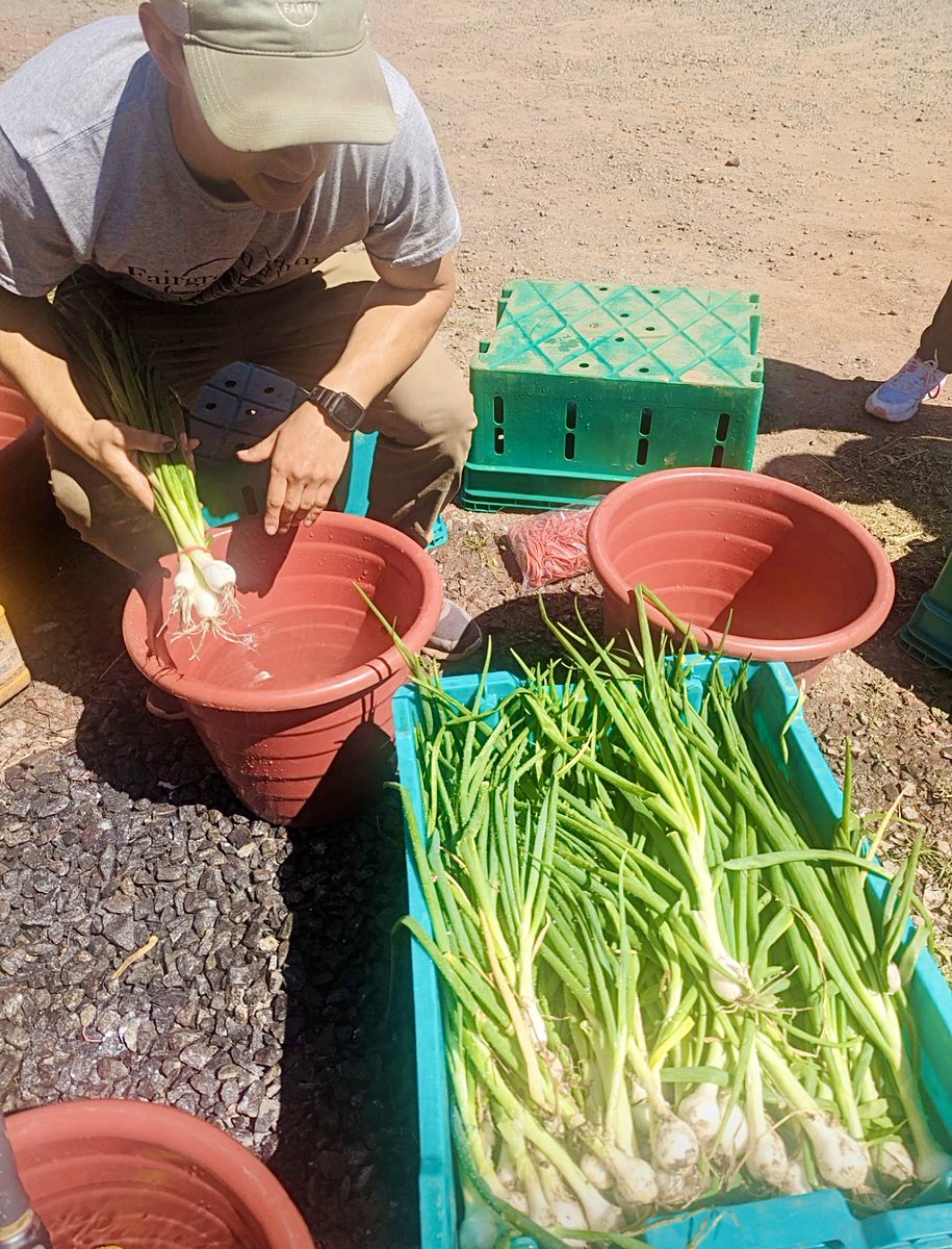 MercerCountyOEA's tweet photo. More pics from Final Project Day 🧑‍🌾🌱

The Agrihood Internship Program is drawing to a close with our graduation celebration this Saturday at Pinelands Preservation Alliance campus. 🎓

We have had an amazing year with our interns, our partner NOFA, our friends, &amp; supporters!! 💚 https://t.co/GUcFvdEma6