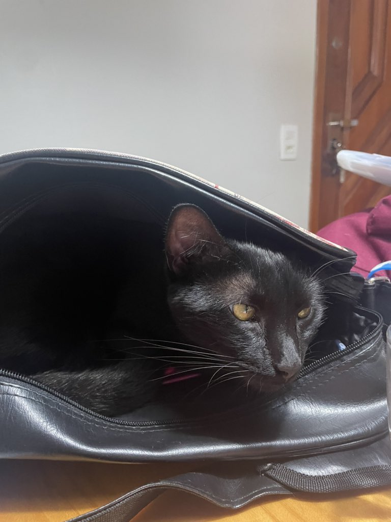 asklrp's tweet image. to na aula particular e o gatinho da minha professora entrou na minha bolsa KKKKKK olha q coisa mais linda