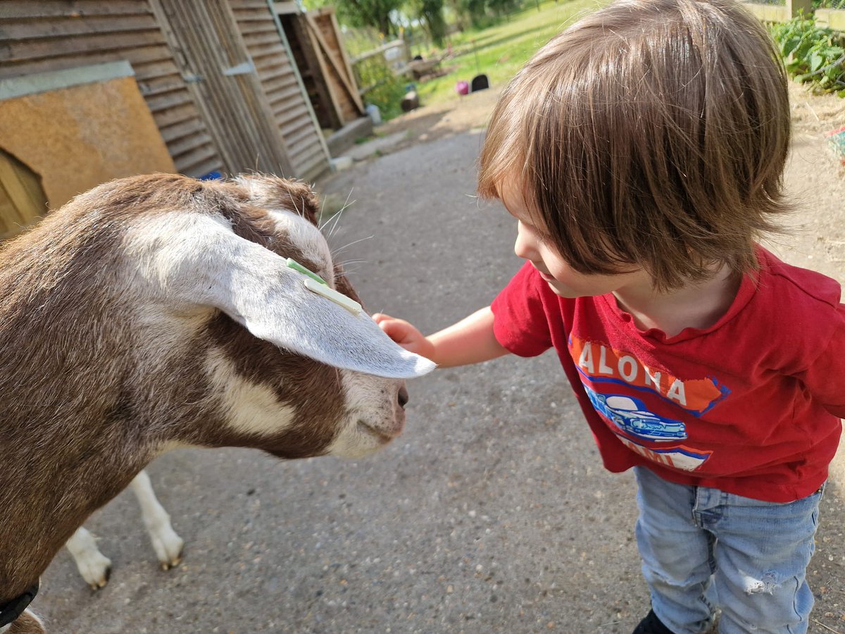 martinglester's tweet photo. They might be total bellends but they are cute sometimes... #goatsoftwitter https://t.co/lUnFj0rhAP