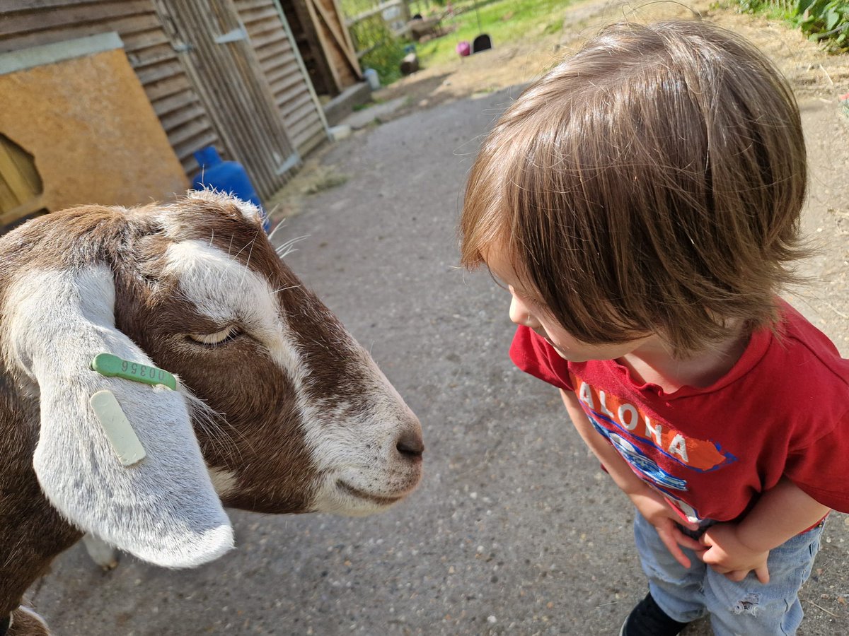 martinglester's tweet photo. They might be total bellends but they are cute sometimes... #goatsoftwitter https://t.co/lUnFj0rhAP